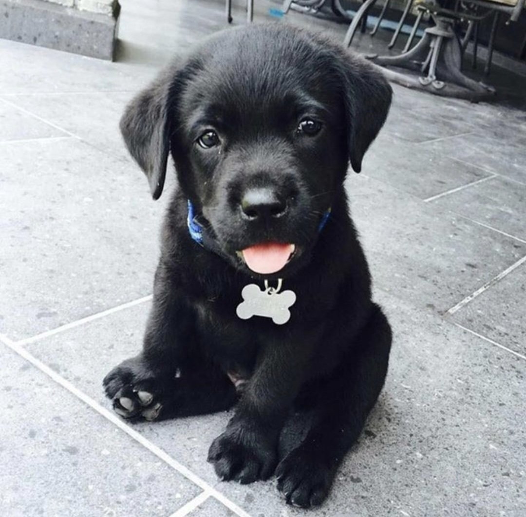 DerekMackenzie_'s tweet image. Hello everyone.
My name is 'Palestine Action'.
I was rescued yesterday - from hunger & violence in #Gaza.
I'm a Rescue Puppy.
Feel free to shout my name & show me your love knowing it's not illegal to call my name...
🇵🇸 🐾 🐾
#PalestineAction
#FuckIsrael
#FreePalestine