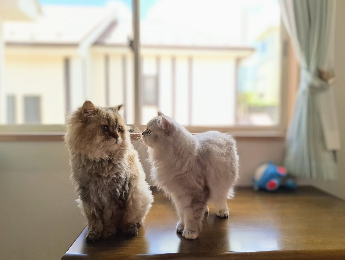 FrancesKingdom's tweet image. ムーちゃん
怖かったよね?👽️
無事に🏠️に戻れて良かったにゃ😆
リンちゃん
変なチップ埋め込まれてない?
これは迷子になったときの名前と住所
にゃん!
#チンチラゴールデン
#ミヌエット