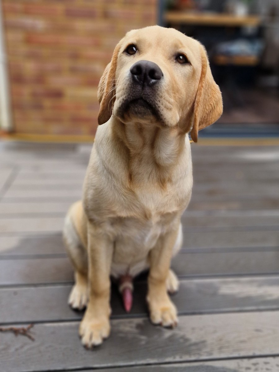 SmilerTurner's tweet image. The ladies LOVE Bear, I'm not sure if its because he's (with his siblings) the latest Andrex pup, or because he's cute, I don't know. Maybe I'm missing something?
Another good pic ruined ;)
Should I start an OnlyFans for him...?