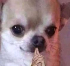 Aber was genau meinst du mit: Du bist nicht so der Hunde-Typ?