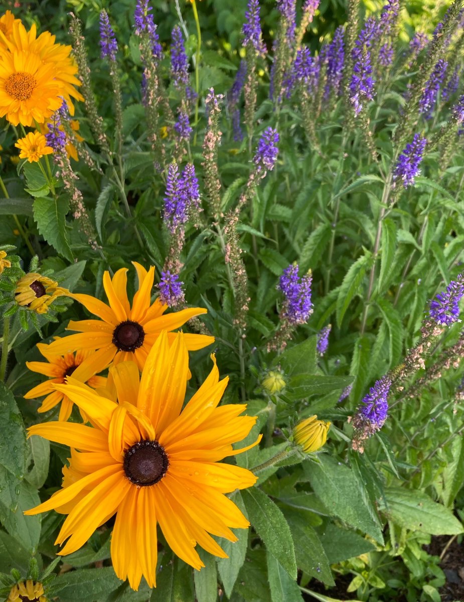 wildcreativity's tweet image. In full bloom
the garden splashed with color
nature painting.
#haiku #naturephotography
