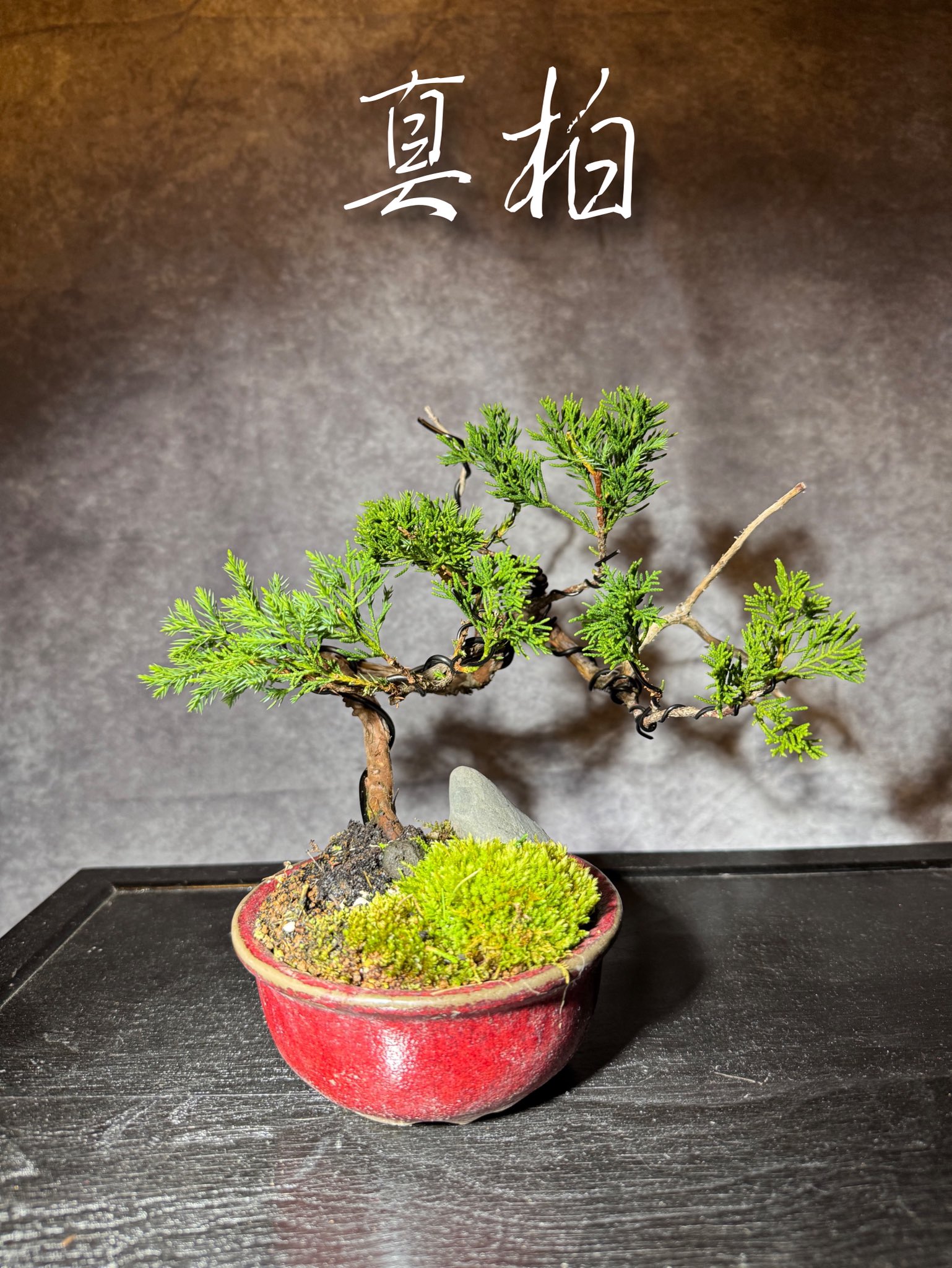 盆栽初心者 - البحث / X