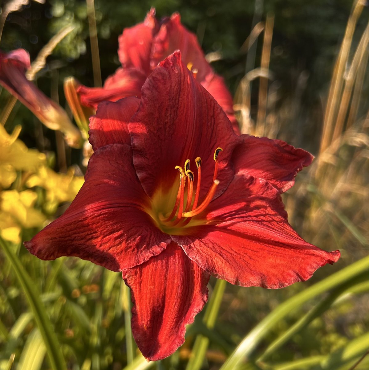 Nazmul Hashan 📸 tweet media