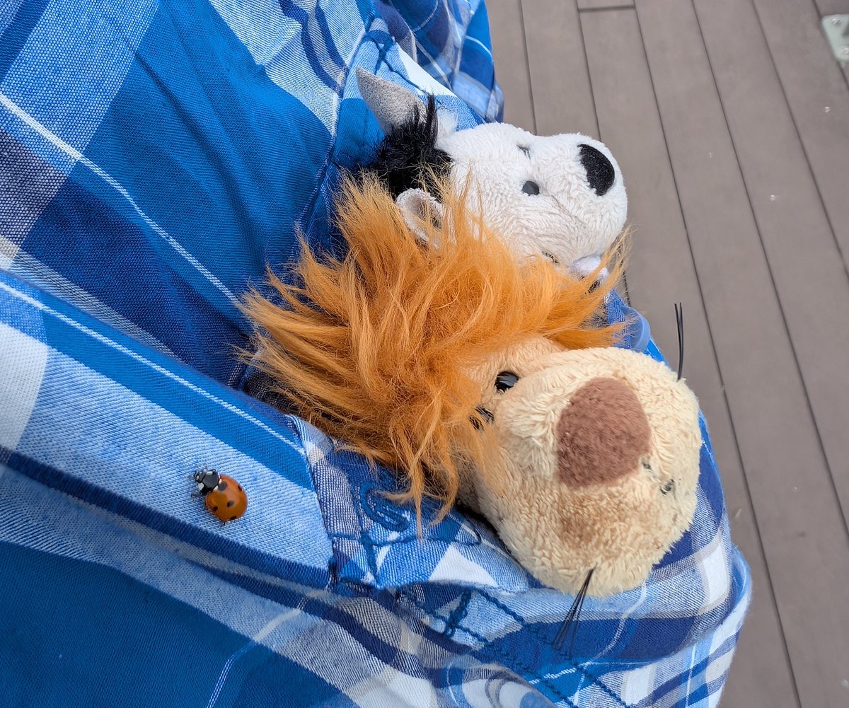 Huhu kleiner Marienkäfer 🐞