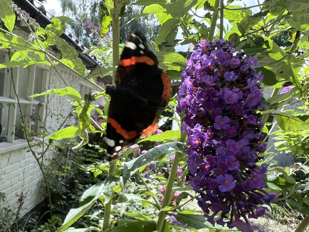 Vlinders 🦋 op de foto ‘gevangen’.  #natuur