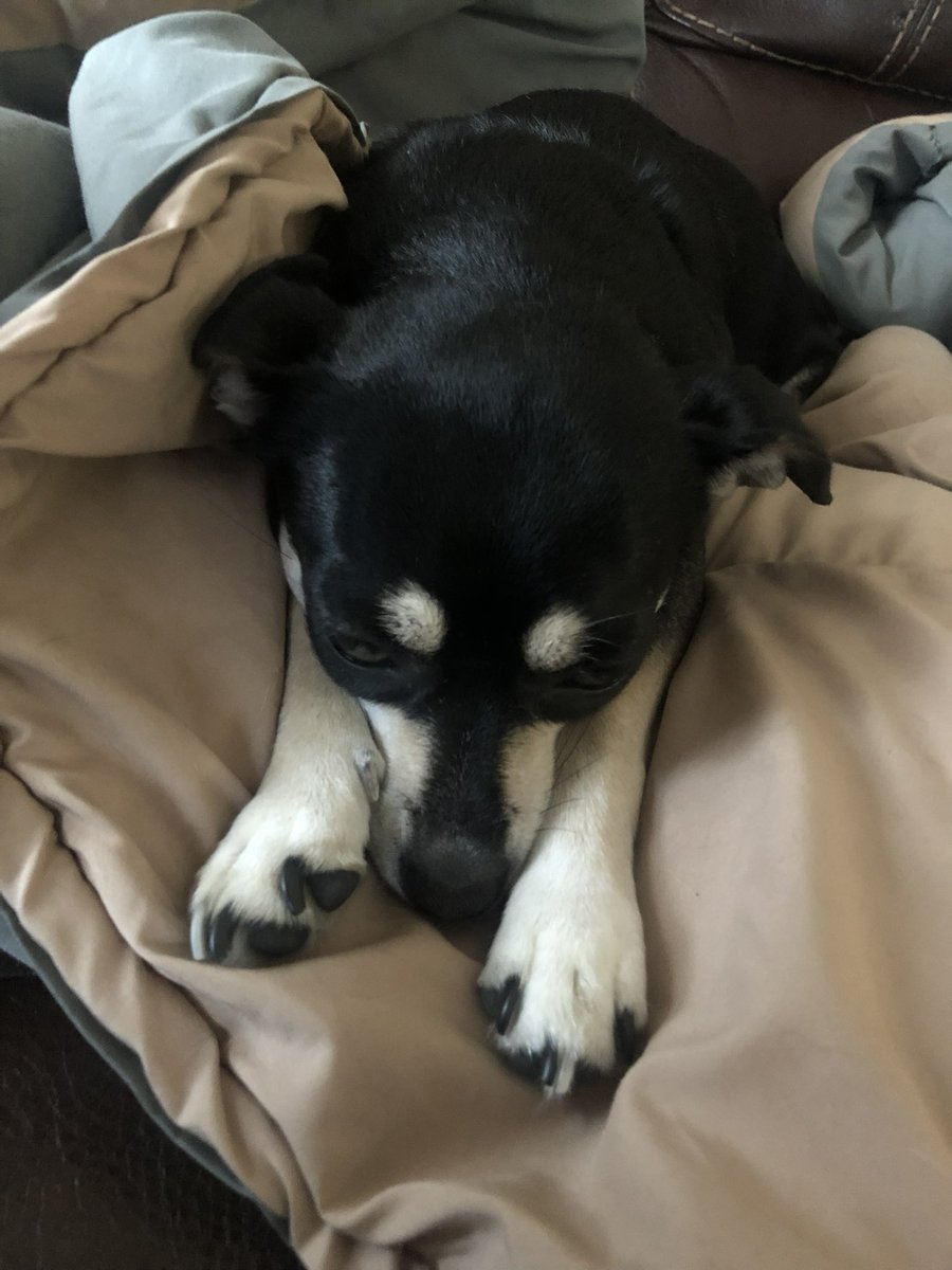 NimbusD82's tweet image. Happy Birthday, LeeLoo! 🐶
You’re getting up there in years, but you’re still my baby girl.
Love you with all my heart ❤️💜💕
#Leeloominai #5thElement #Love #ForeverPuppyEyes