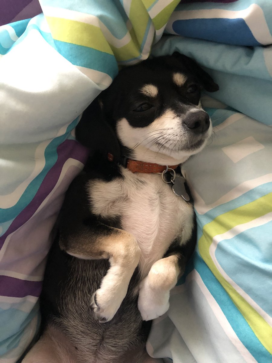 NimbusD82's tweet image. Happy Birthday, LeeLoo! 🐶
You’re getting up there in years, but you’re still my baby girl.
Love you with all my heart ❤️💜💕
#Leeloominai #5thElement #Love #ForeverPuppyEyes