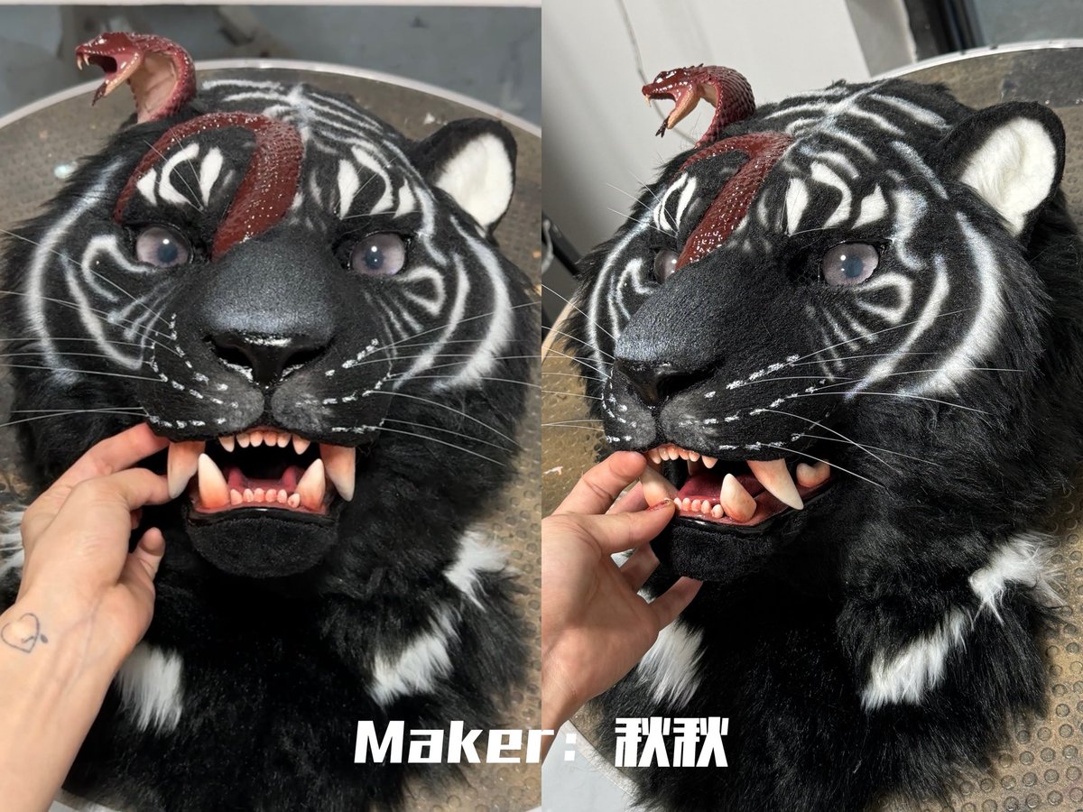 SHAN_JUN_'s tweet image. Hello everyone, this is an adoption message, ✂️produced by : @Qiuqiu1290. The adoption price is $2000/piece, not including handling fees and international shipping. The size (vertical height from chin to top of head) is 26cm.
#fursuitforadopt #Fursuit #furry #Tiger