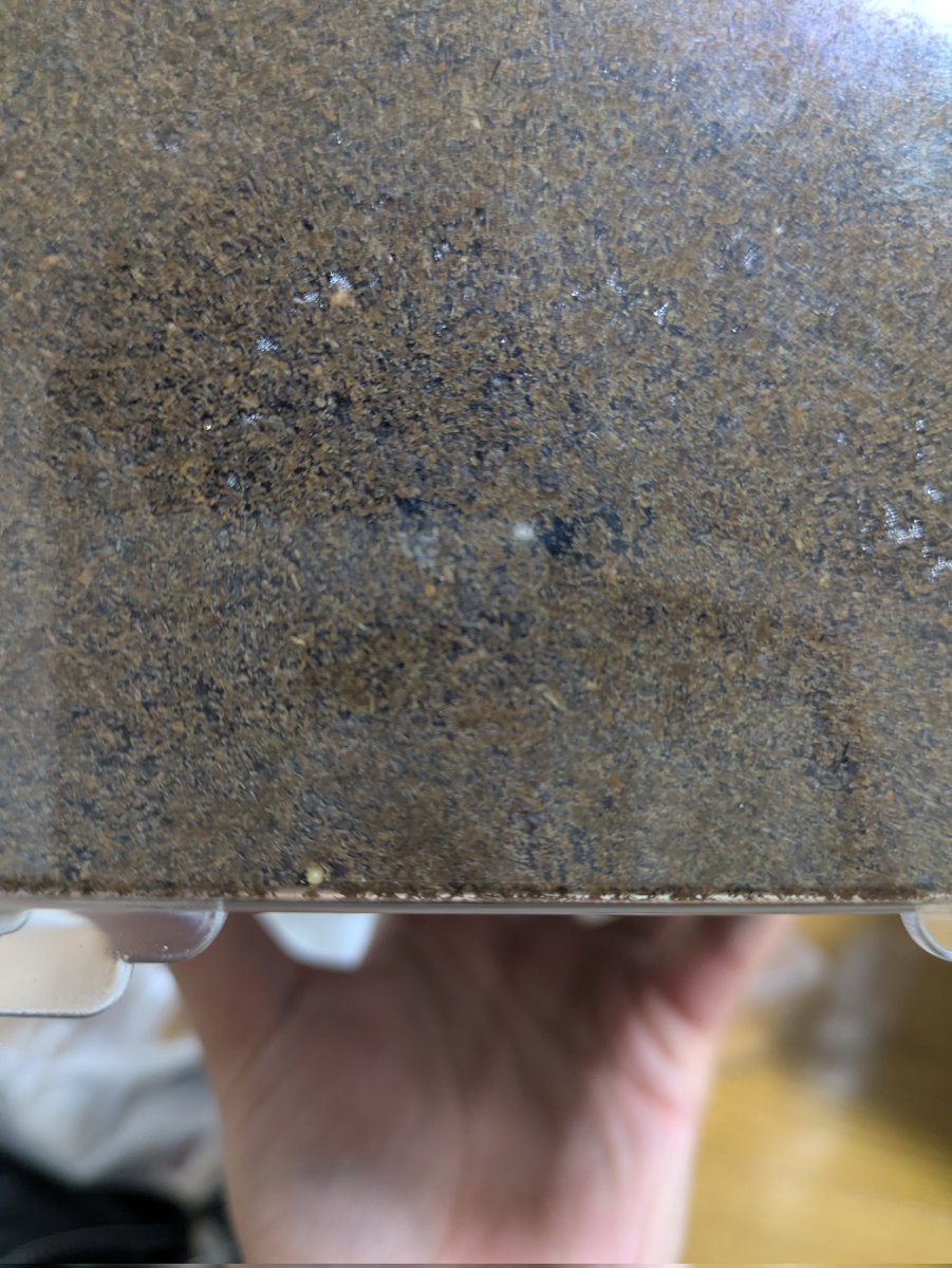 地元岩手産コクワガタの産卵セット　
噂には聞いてたけど、硬詰めしたマットにも産むときあるんだな😯　

産卵材の割り出し大変だし、これはありがたい🙏
