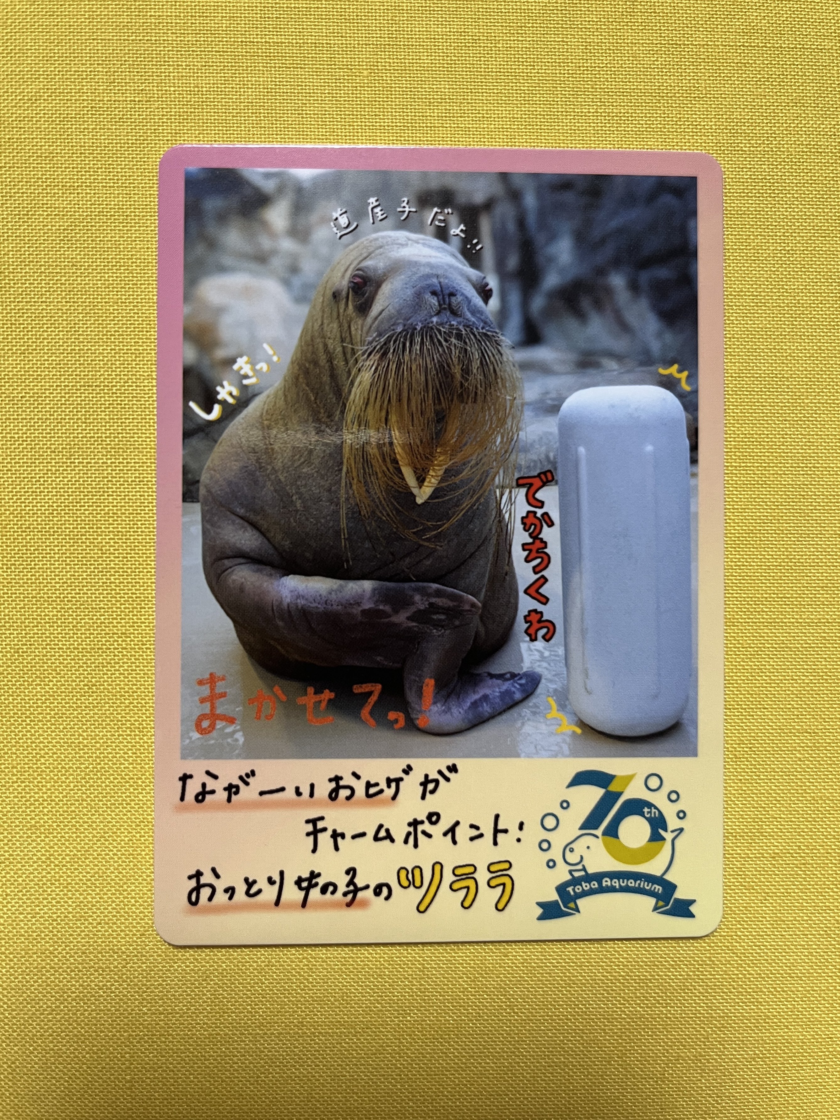 【限定品】新品 鳥羽水族館 コレカ×10パック Amazon.co.jp: 鳥羽水族館 コレクションカード 10 セット ラッコ