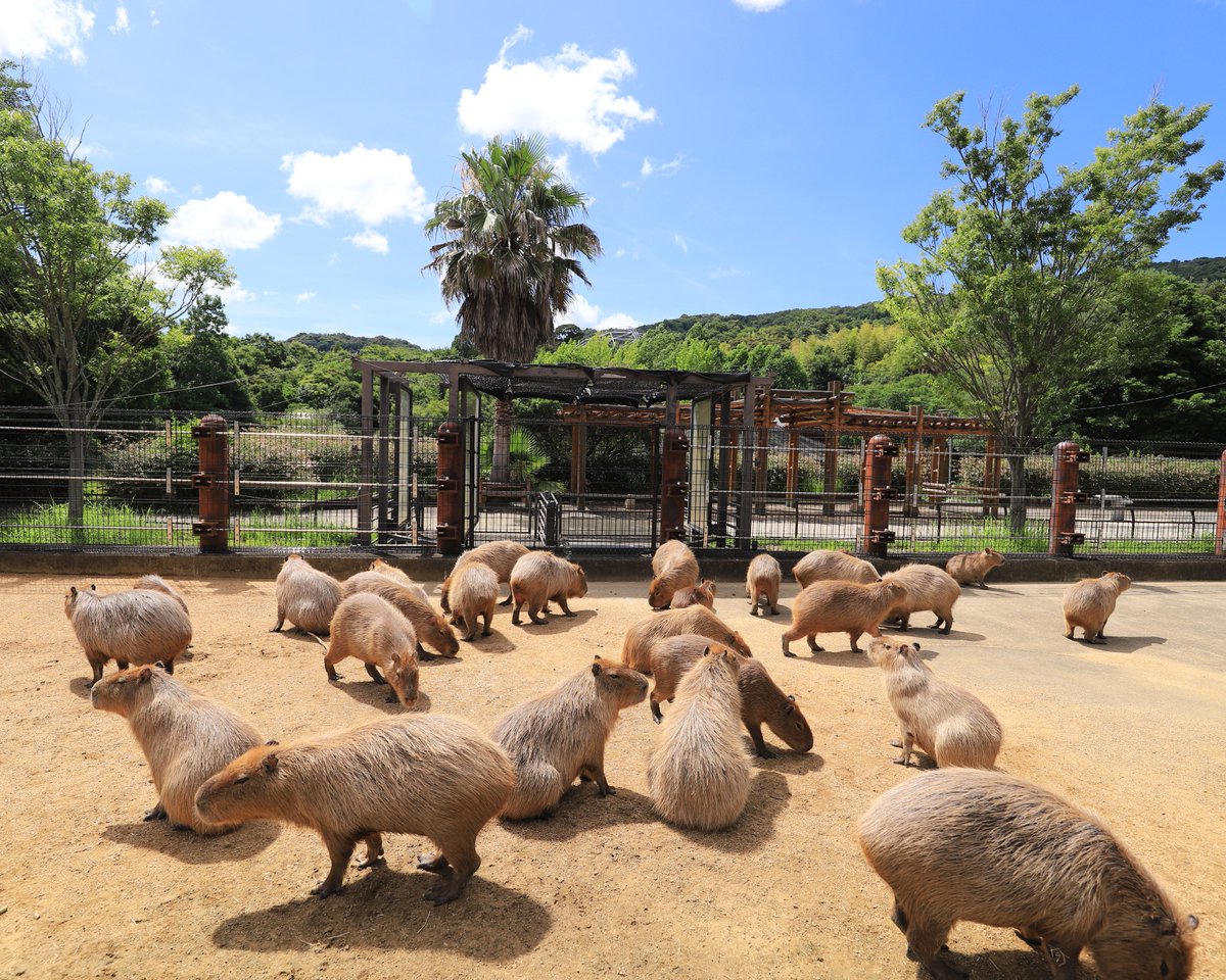 Capybara_siesta's tweet image. #とくしま動物園 が 新しい #カピバラ イベントを検討中…の試行会に偶然参加させて頂くこと出来ました。嬉しい!
間近で約30頭に囲まれての楽しい一時、上手く実現するといいですね。
