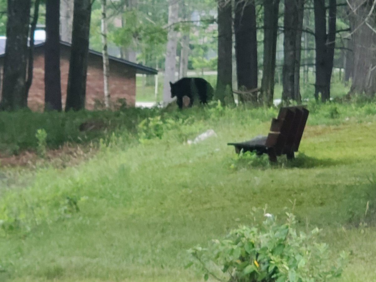 On my morning walk I spotted this bear. They make some neighbors uncomfortable, but I love seeing them!