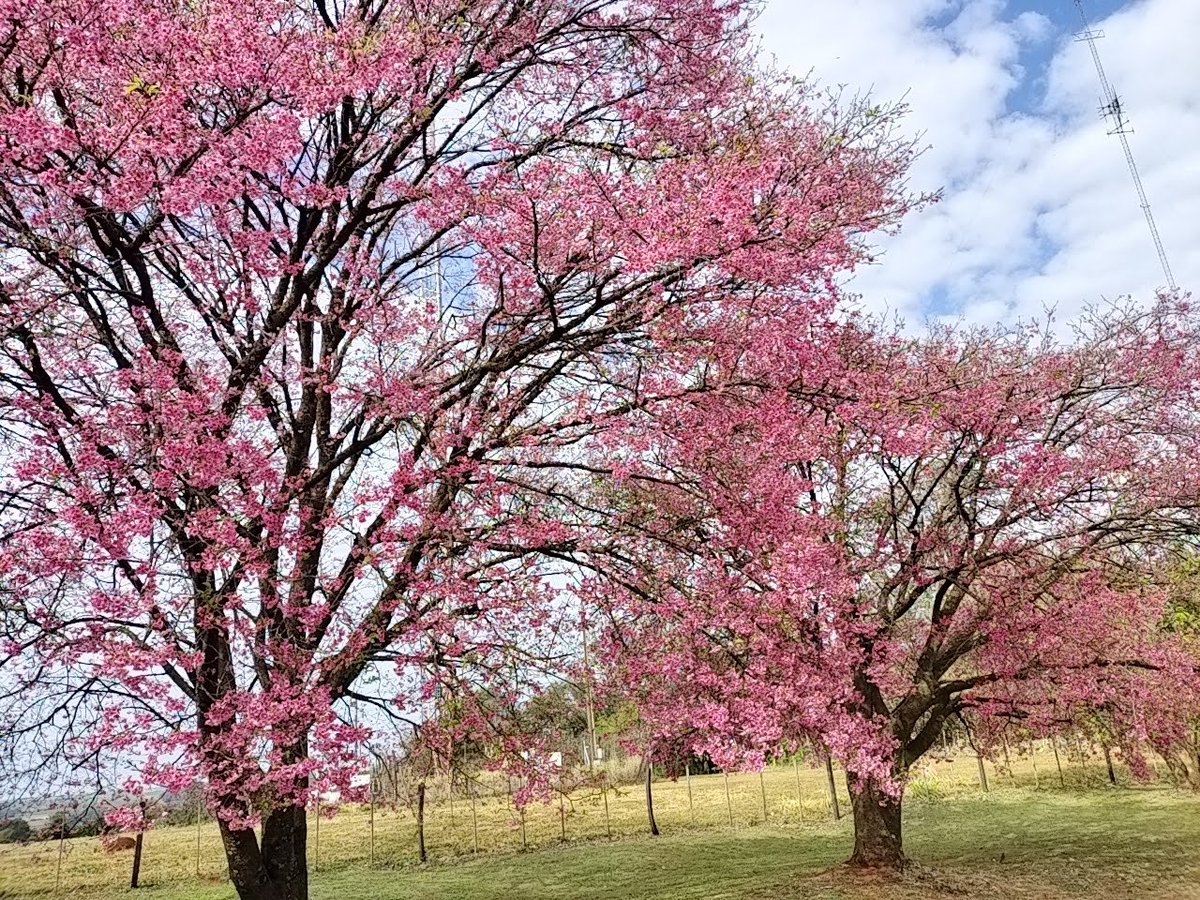 色の濃い桜もきれいです。
#寒緋桜 #緋寒桜 #ラ・パス