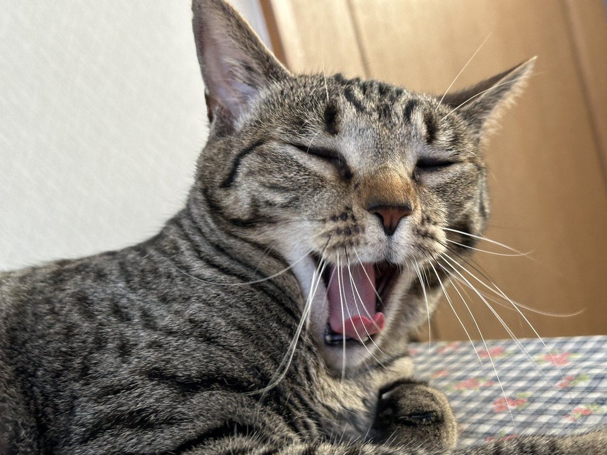 ⭐︎あやや⭐︎のびねこ新潟⑤・のびしば沖縄⑦ 2025年最新】のびねこ 沖縄の人気アイテム - メルカリ