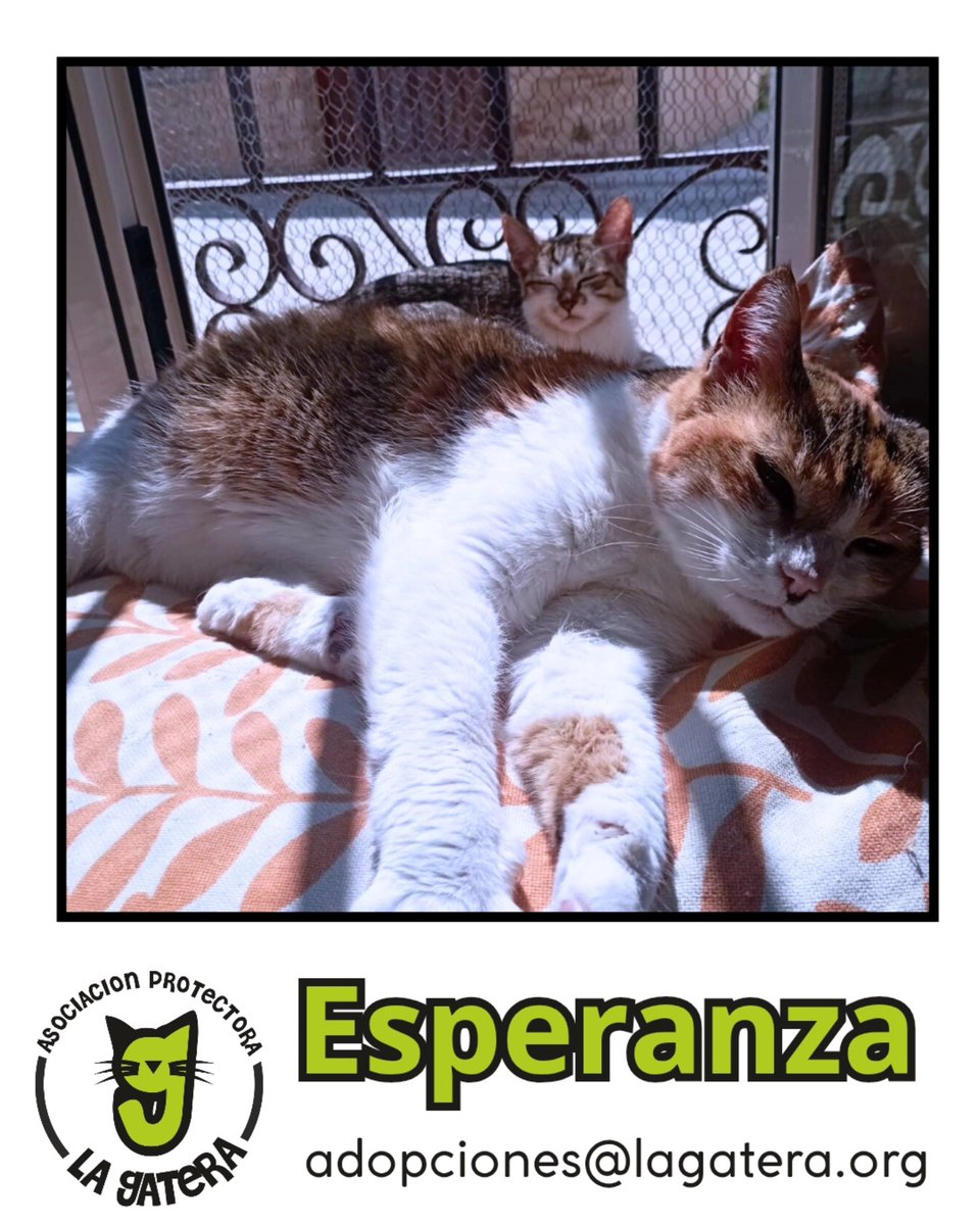 Esperanza no pierde la esperanza... Nuestra nena consentida espera pacientemente que llegue su turno, cuando te sientas, se sube encima y se deshace de amor 
Está gatita esponjosa necesita un hogar que no llega, y eso que os aseguramos en 2 minutos te enamoras😍...