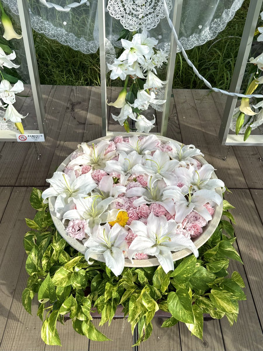 AK52008210's tweet image. こんばんは✨
あしかがフラワーパークにて
ユリの花手水🤍𓈒𓂂𓏸
2025/07/17
今日も一日お疲れ様でした
.☪*゚
#TLを花でいっぱいにしよう