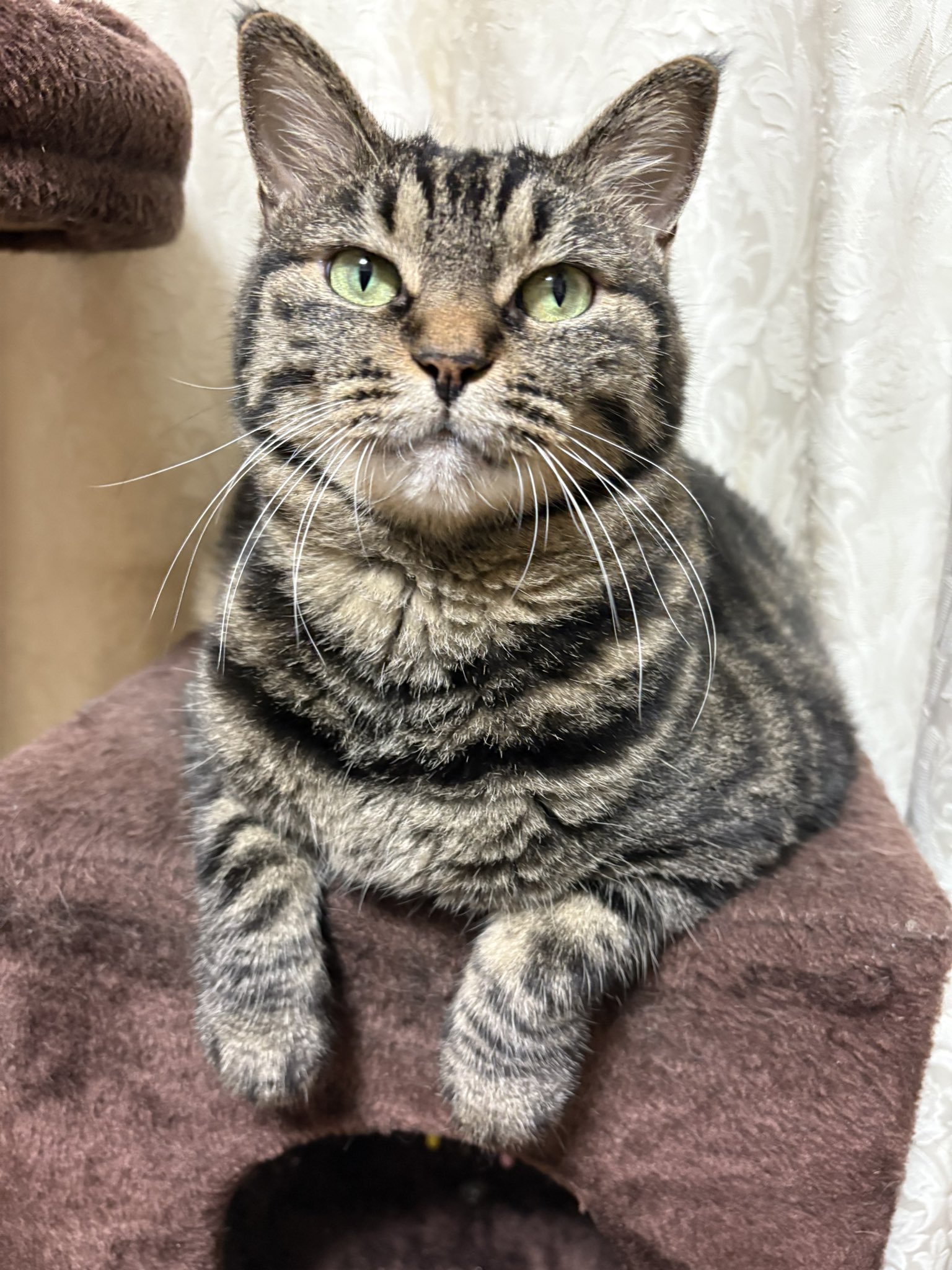 猫　優しいキジトラちゃん　額付　53cm×41cm キジトラ子猫ちゃん☆」福岡県 - 猫の里親募集(265024