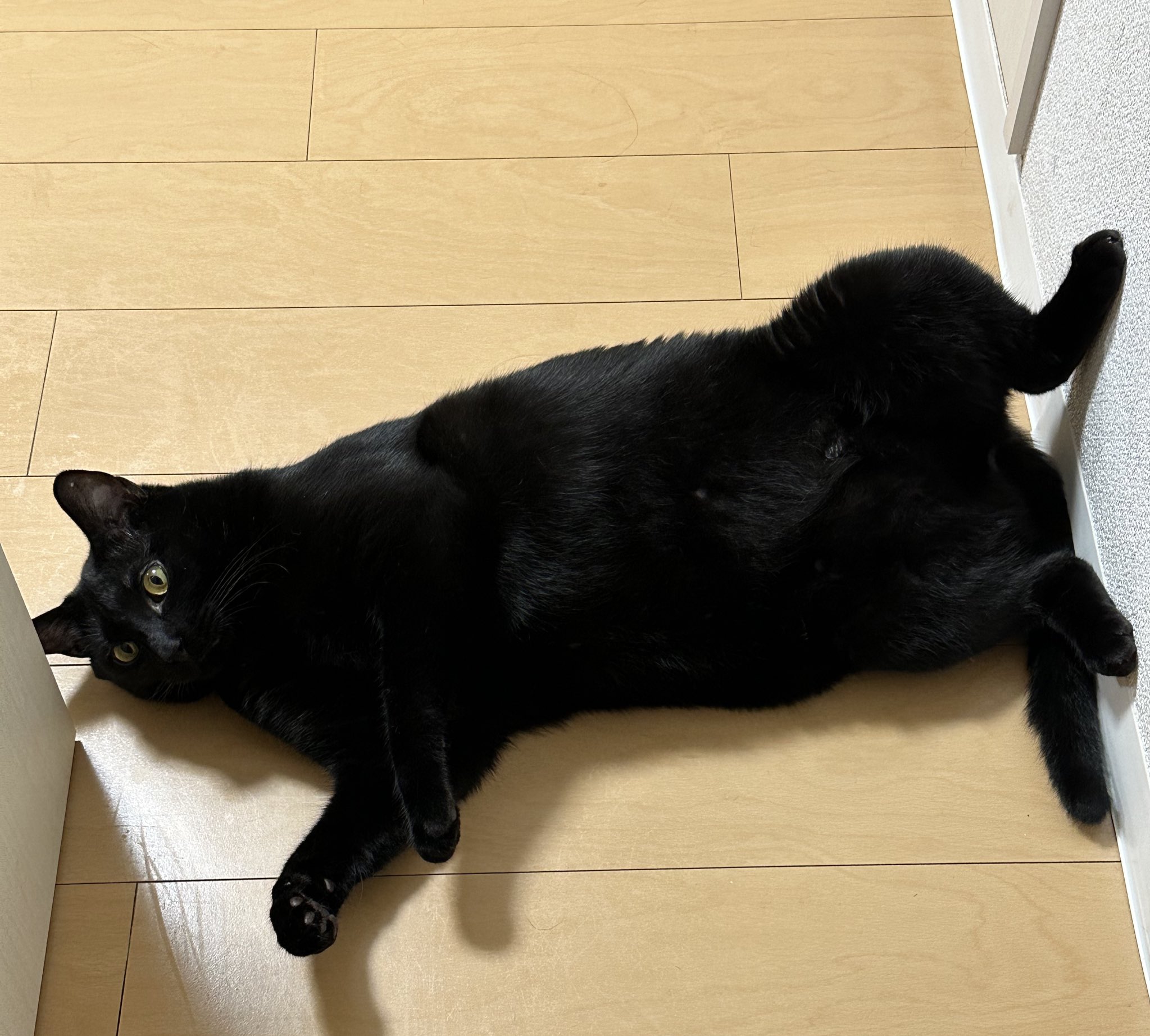黒猫ちぃ あっちゃん on X: 