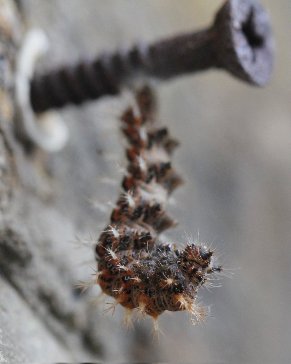 Caron Blay tweet media