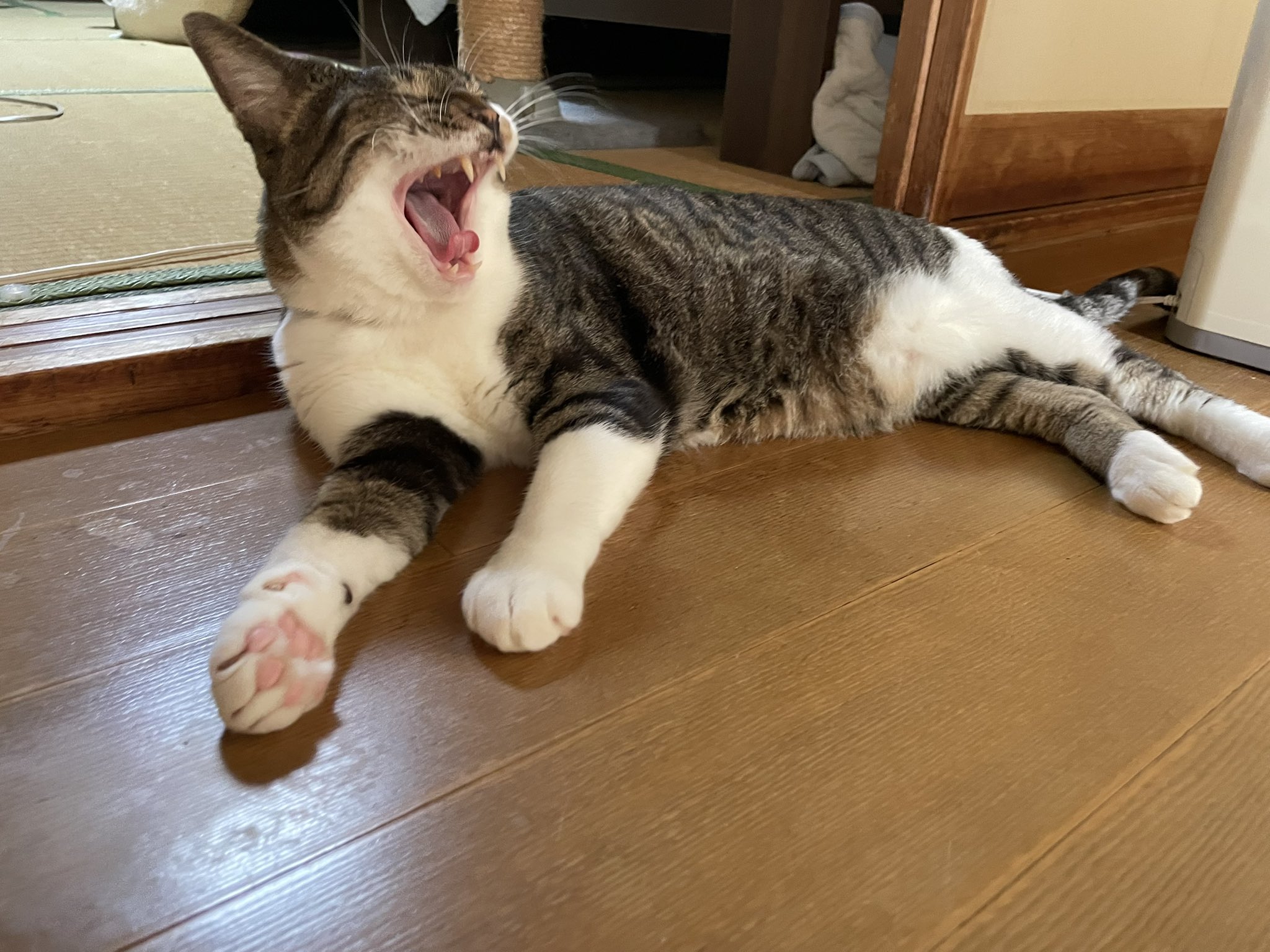 ねこ@ お散歩楽しいね #猫