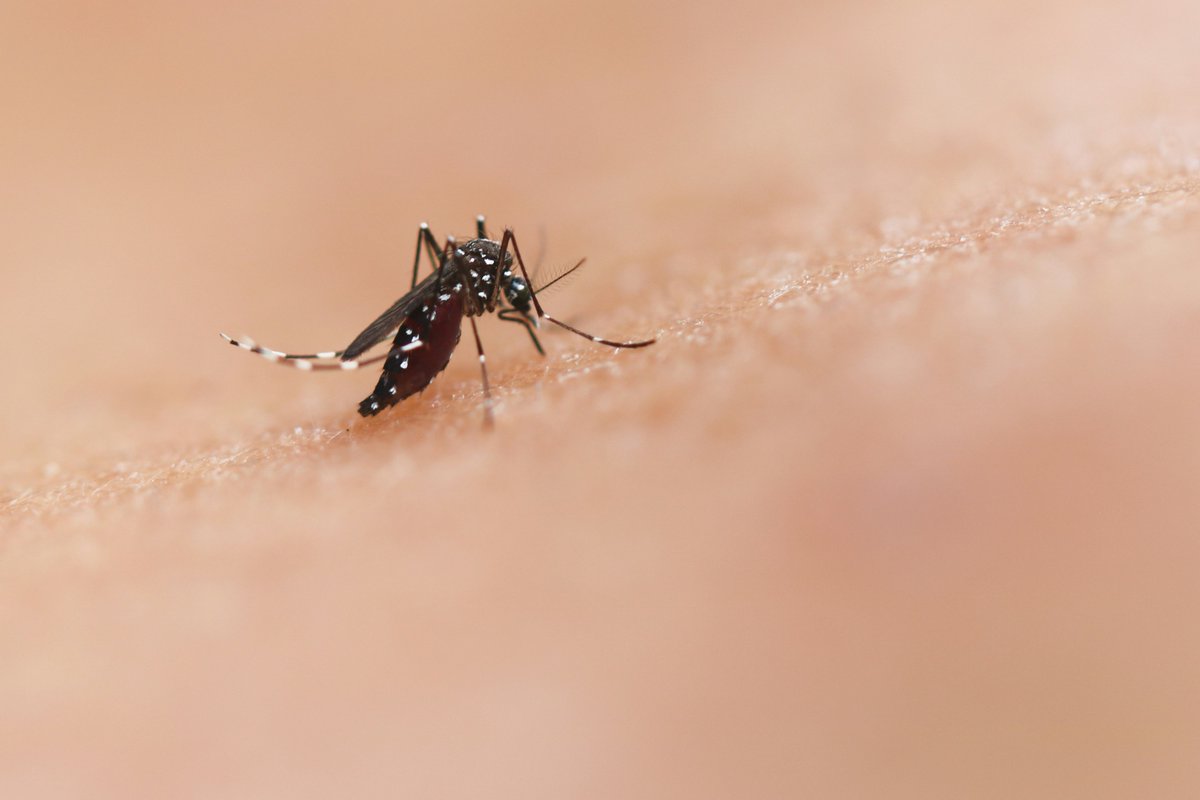 tempoweb's tweet photo. West Nile, donna muore dopo la puntura di una #zanzara: era stata ricoverata con #febbre
#20luglio #iltempoquotidiano #WestNile #Fondi
https://t.co/AfUSr7dmK3 https://t.co/kYCi1QOLh7