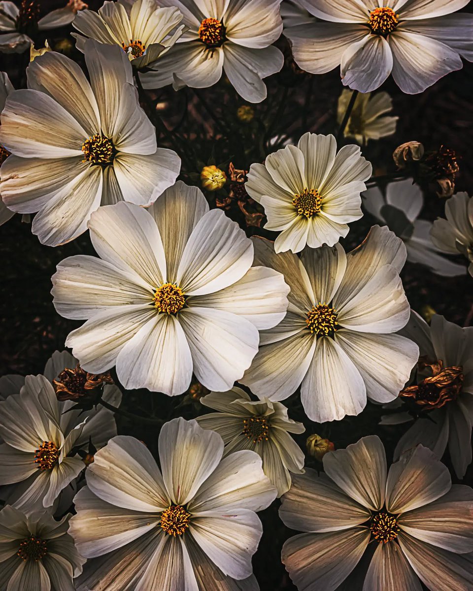 Julie LV (@1staj) on Twitter photo 