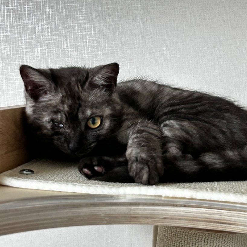 M1CUNarchive's tweet image. 우리집 냐옹이 커마