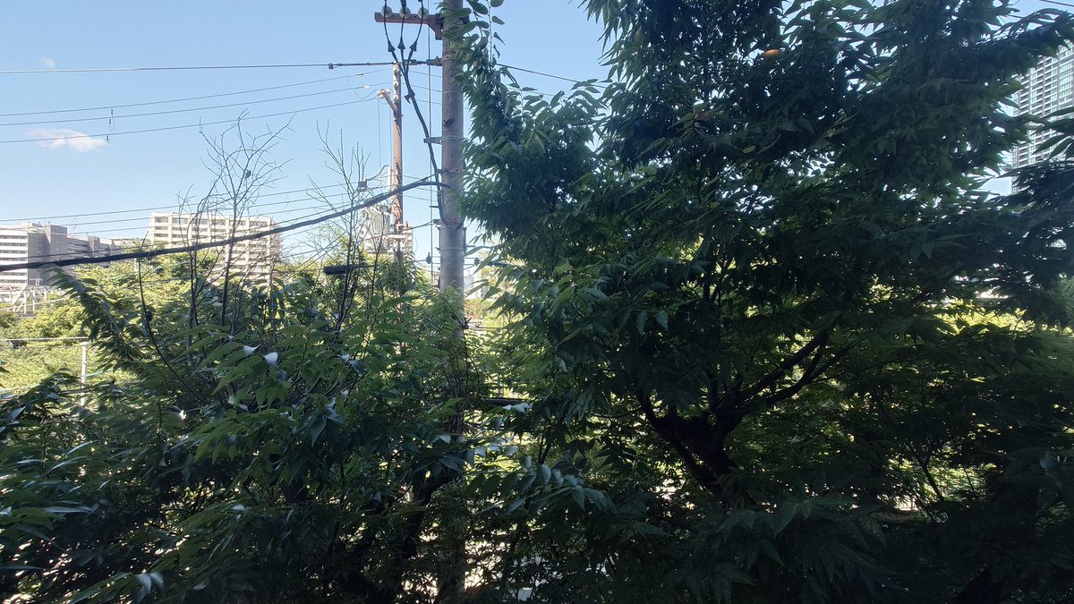 KgmLttcAFrrMgnt's tweet image. 大阪で泊まったホテルの部屋のカーテン開けたら目の前が木だったんだけど、めっちゃセミがとまってて、とても元気よく鳴いてるのを聴いてホッとした
外国人が乱獲してるらしいけど、さすがに東京も直に鳴くでしょ