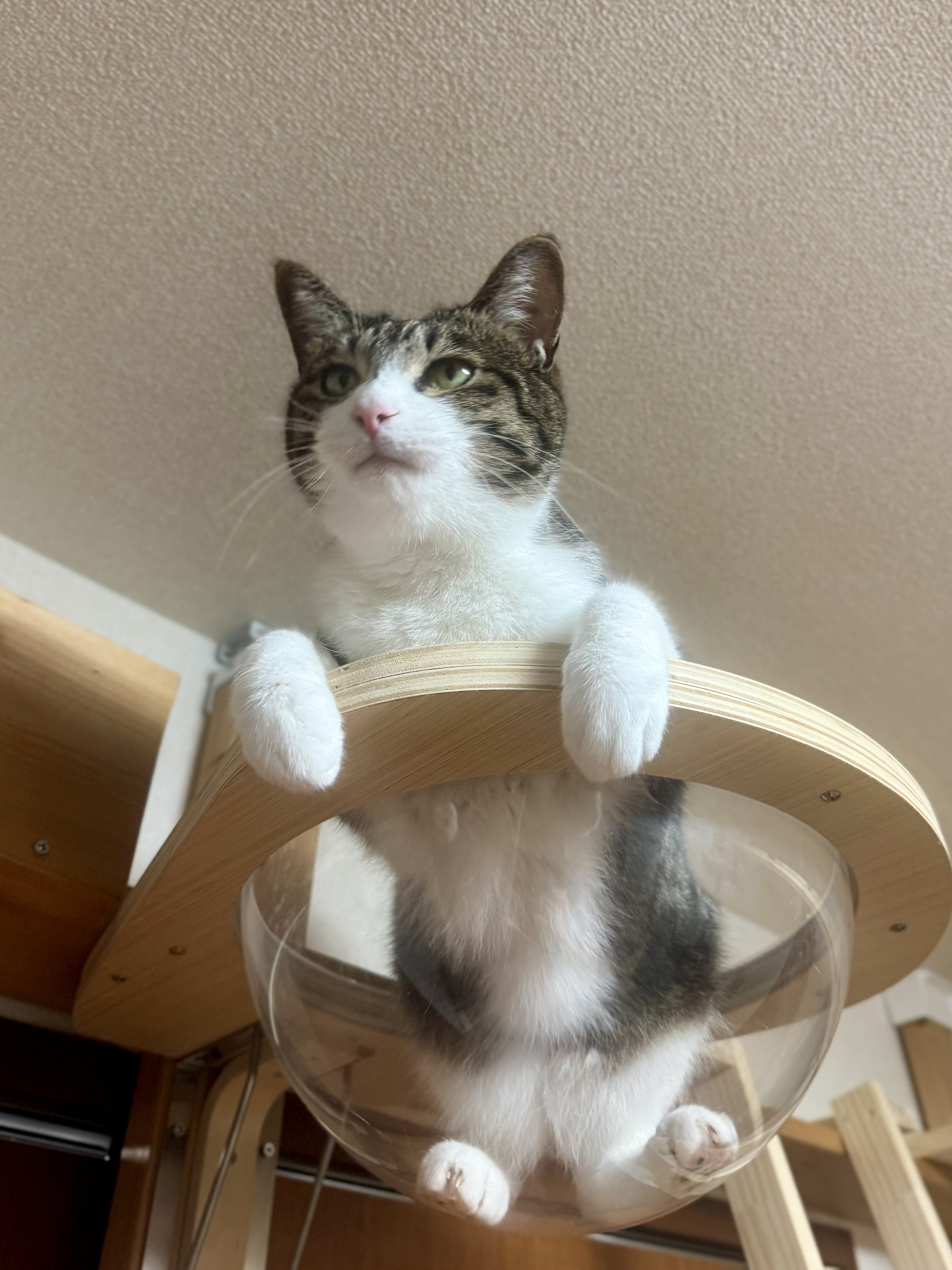 ぎんねこページ ぎんのねこ (@ginnonekoch) / X