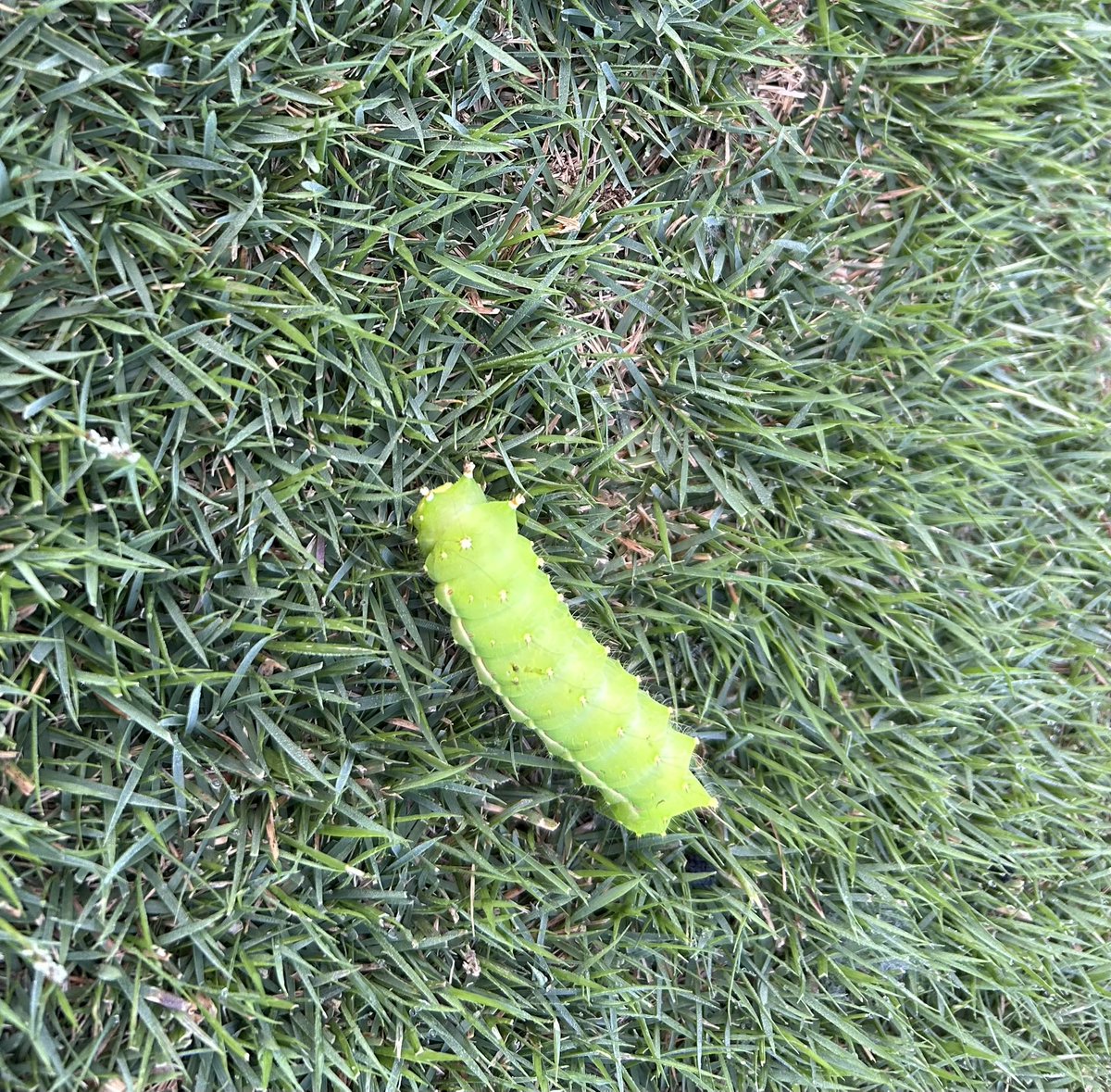 参院選の投票の後に8回目芝刈り15ミリダブル。ヤマボウシの下の黒い粒は何だろう？と思っていたが奥様が「スズメガの幼虫🐛いたよ」って。あいつの💩だったのか！手で拾ってたよ😭＃芝刈り ＃TM9  ＃スズメガ幼虫 ＃閲覧注意！