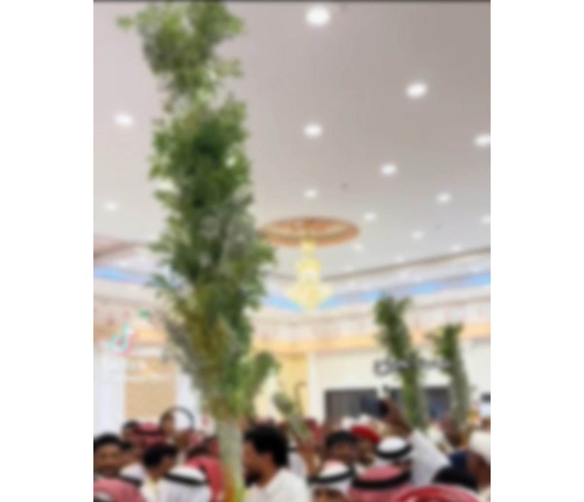 2011Hekma's tweet image. #جازان_الان
الخُمرة
عادة نسائية قديمة في تهامة جازان، تُقام في الأعراس، حيث تقوم بعض قريبات وصديقات العروس بربط الأعشاب العطرية والنقود في القصب، ويسرن وسط الأهازيج إلى منزل العروس
هذه العادة الجميلة اندثرت اليوم، والغريب أنها أصبحت تُعاد في أعراس الرجال، وهذا لا يصح أبدًا،…