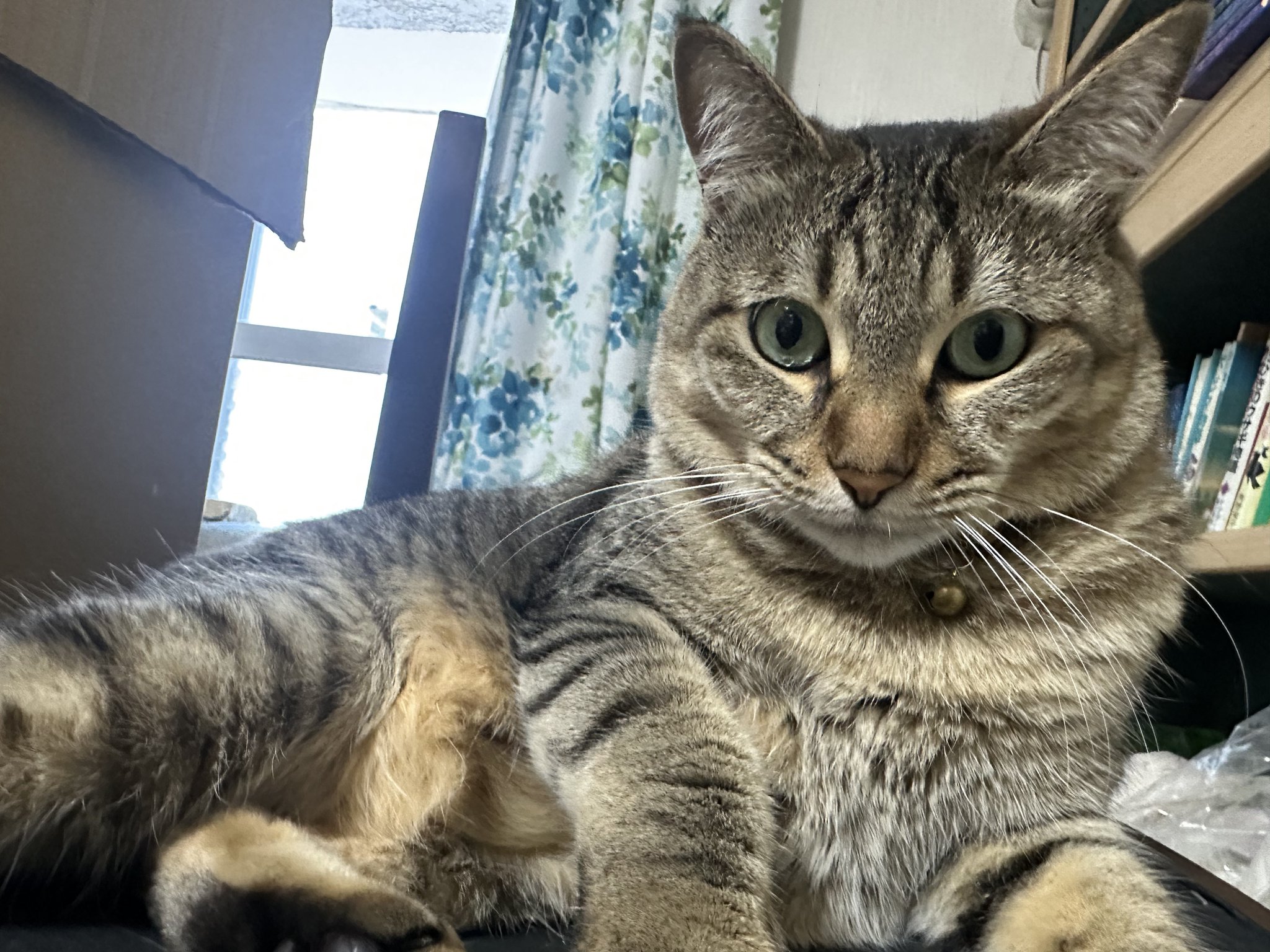 狸猫 瀬戸まねき猫 – タグ 