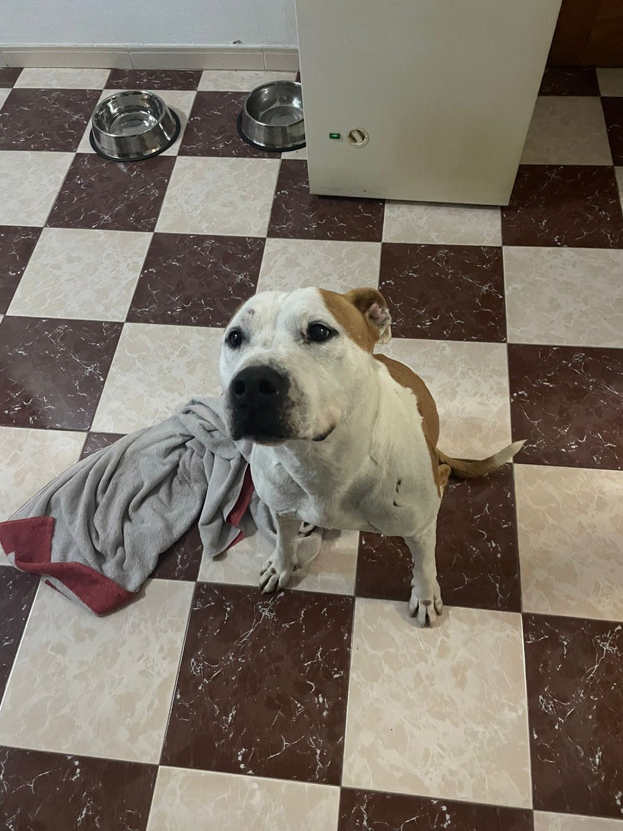 #Valencia
8 añitos, se queda en la calle o corre peligro de sacrificio, según informan.

Se mudan y no lo llevan con ellos.

Apto con hembras y machos pequeños, con machos grandes es un poco dominante. Con niños y personas es genial, súper cariñoso. 

Se entrega con contrato de