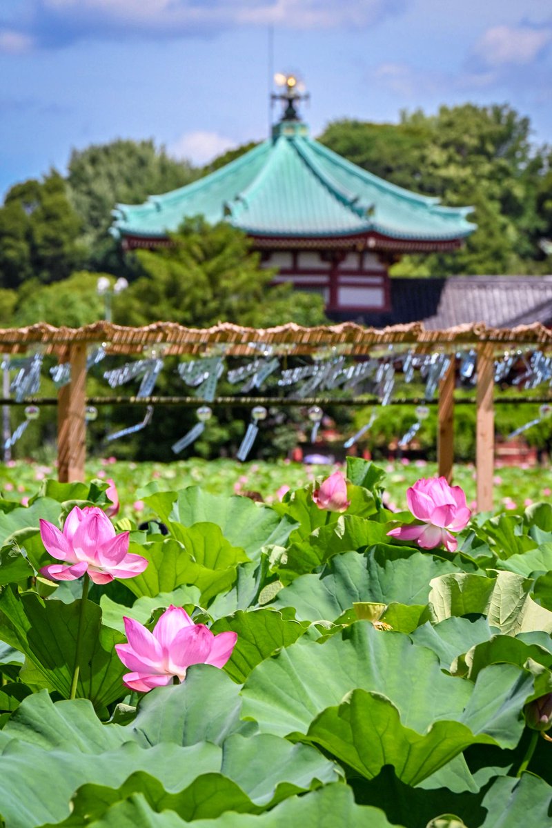 knight_amg's tweet image. 蓮の花と風鈴に癒されて…🪷🎐