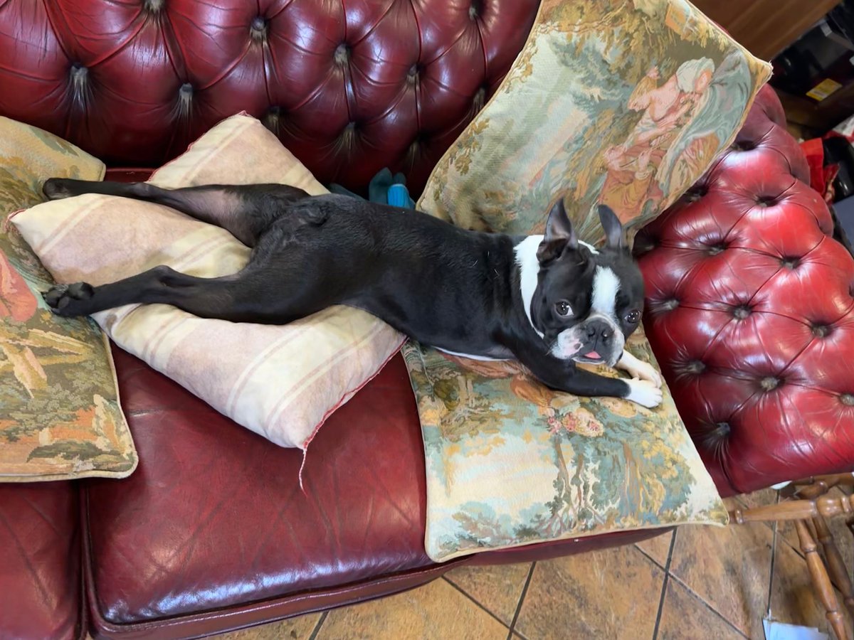 The boldest dog in the world, chilling on his Sunday.