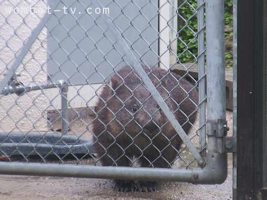 lucywombat5's tweet image. 雨に濡れたよ〜。
2020/7
#ウォンバット　#五月山動物園
