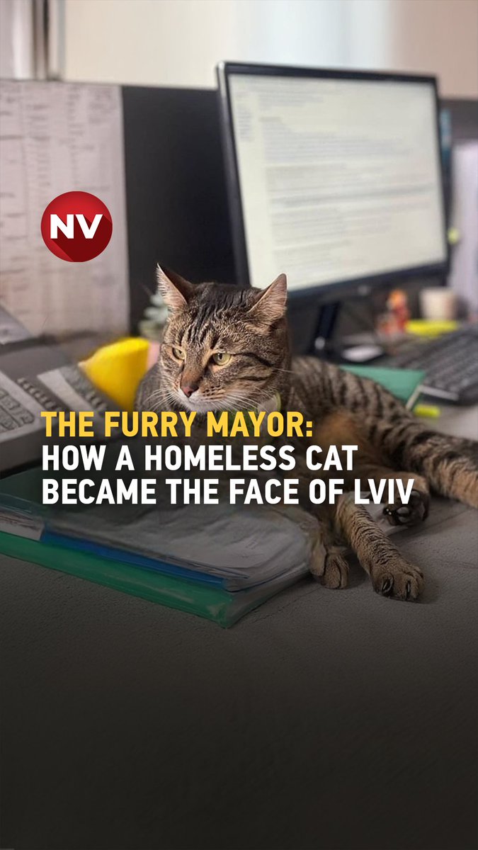 NewVoiceUkraine's tweet image. Meet the unofficial mayor of Lviv — a once-homeless cat who now roams City Hall, naps in the mayor’s chair, and keeps a watchful eye over municipal affairs. His rise to fame echoes feline legends from around the world.
🎥 Watch more in the NV video below