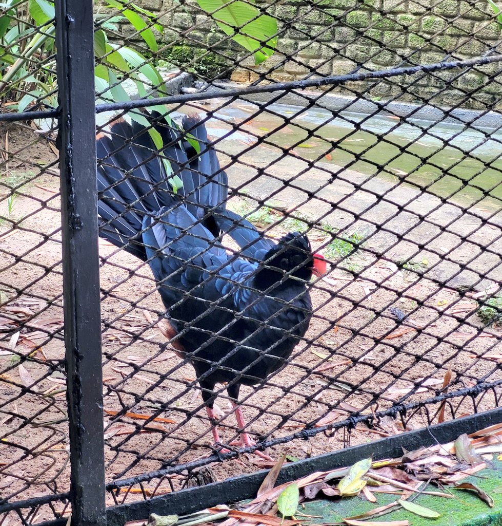 leonardismos's tweet image. My first Extinct in the Wild species, the Alagoas Curassow, it's an amazing but sad sight