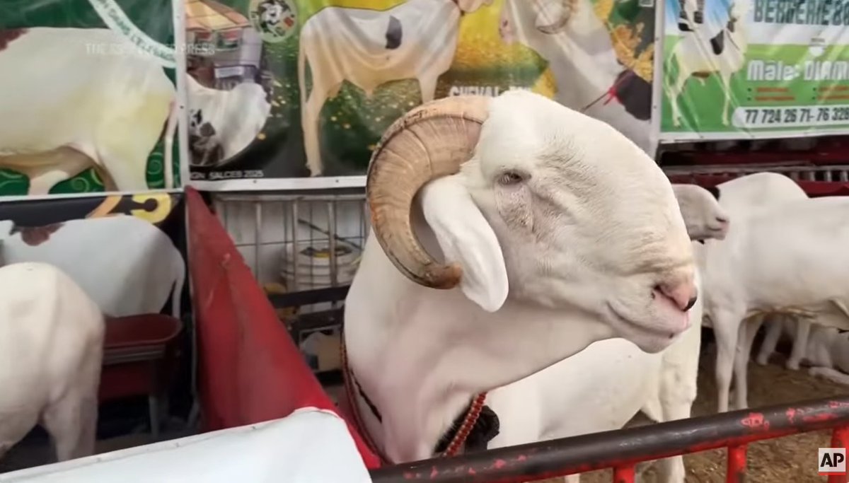 Niang Ballo, Senegalese Ladoum breed sheep, wins top prize at sheep pageant

👉africanfarming.com/tiny/qeag