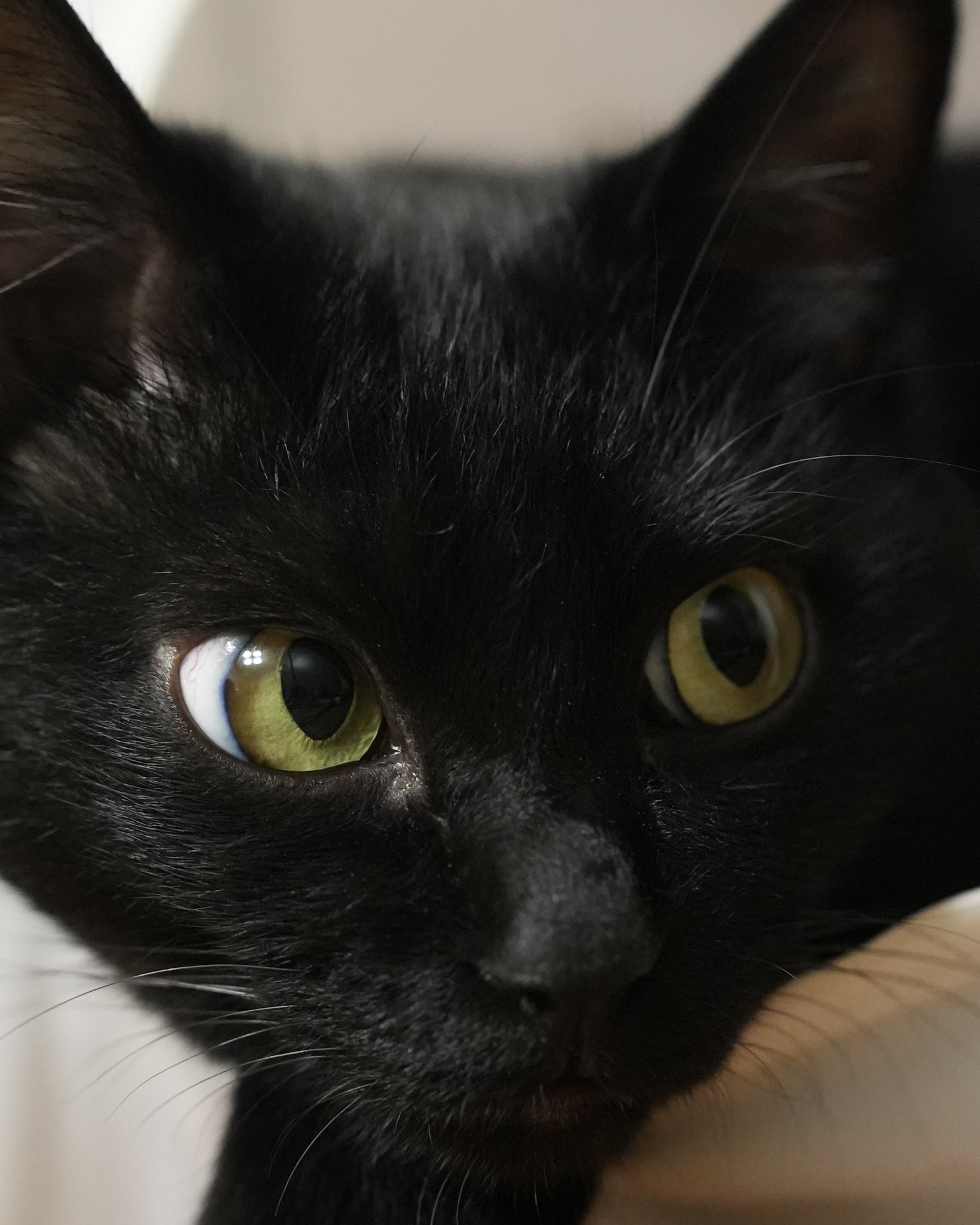 黒猫　ふさおとめ 黒猫つくねちゃん太しっぽ | 目つきも太しっぽもかわいい。#黒猫