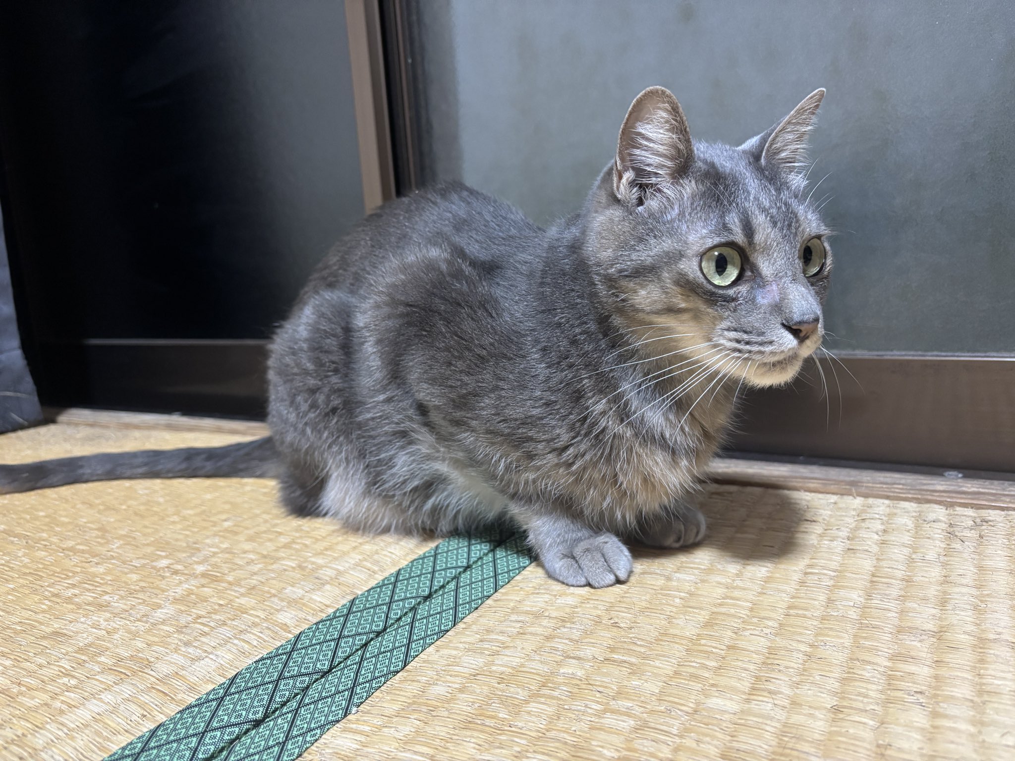 猫 華是on X: 