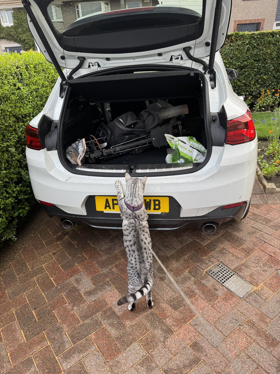 #Hedgewatch

The cars All packed and its the final day at the #BritishOpen2025 

Im hoping to catch a birdie 😼🏌🏻‍♂️😹

#openchampionship