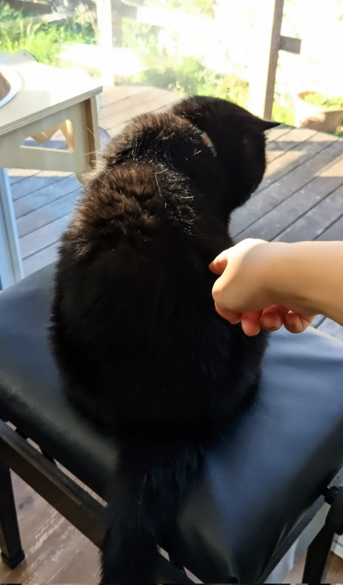 食べちゃう(黒猫) ご飯を盗み食いしようとした黒猫』に話しかけたら…可愛すぎる