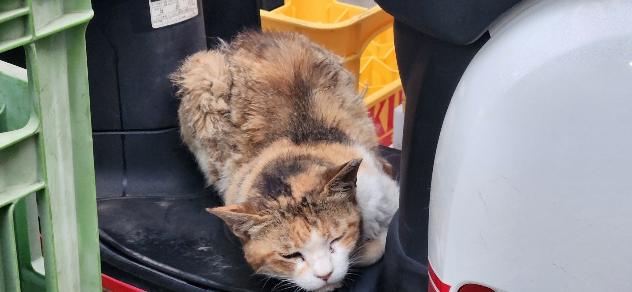 猫ちゃん 51-Yu2IDeCL._AC_SY200_QL15_.jpg