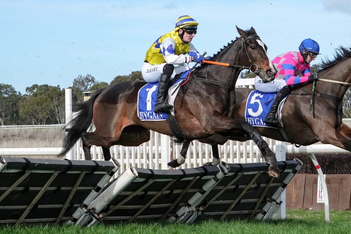 Stern Idol claims an historic third Mosstrooper Steeplechase success, the 8yo easily taking care of his rivals 💪

Shane Jackson trains the quinella of the Brendan Drechsler Hurdle, as Highland Blaze finishes over the top to claim stablemate Loft, at Hamilton 🏇

#AsRealAsItGets