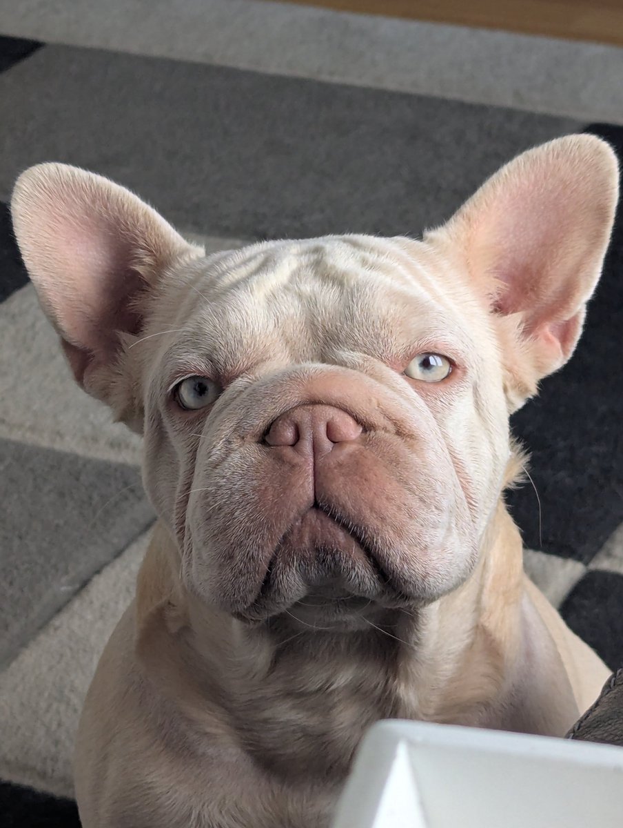 KnucklesOx2's tweet image. Reminding everyone i have a lovely french bulldog that's perfectly normal. I love Cookie so much