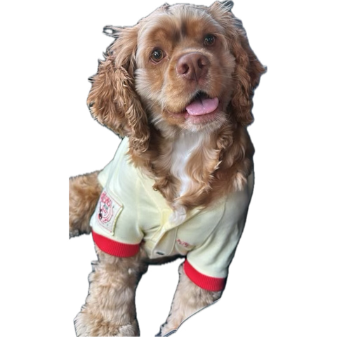 Niisa_BURR's tweet photo. Yall , help me blow this shit up! 🫶
My dog is having surgery next weekend and I’m still trying to meet my goal of raising $3500 

https://t.co/K2iaxl7w7R

#gofundmehelp #gofundme #donations #cockerspaniel #vetdonations https://t.co/a3kRileAxh