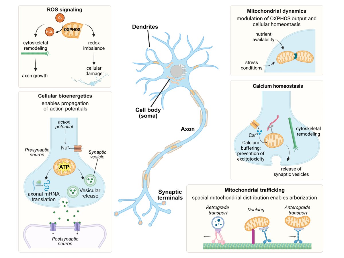 Mitochondrial Medicine (@mito_therapy) on Twitter photo Good morning Mito-friends. Don't miss this new selection of papers related to #MitochondrialMedicine presorted by
<a href="/Bims_BiomedNews/">Bims: Biomed News</a>
biomed.news/bims-mitmed/20…
Neuronal branching in stem cell models of mitochondrial and neurological diseases Good morning Mito-friends. Don't miss this new selection of papers related to #MitochondrialMedicine presorted by
<a href="/Bims_BiomedNews/">Bims: Biomed News</a>
biomed.news/bims-mitmed/20…
Neuronal branching in stem cell models of mitochondrial and neurological diseases