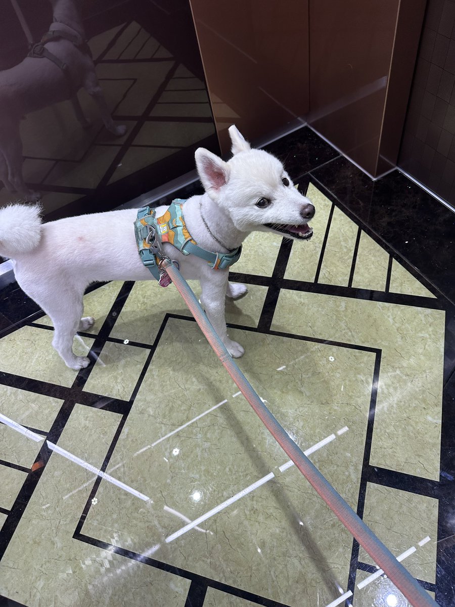 미용 5일차 되찾은 미소 (아님 더워서 그럼)
그래도 죄금 나아진 치치