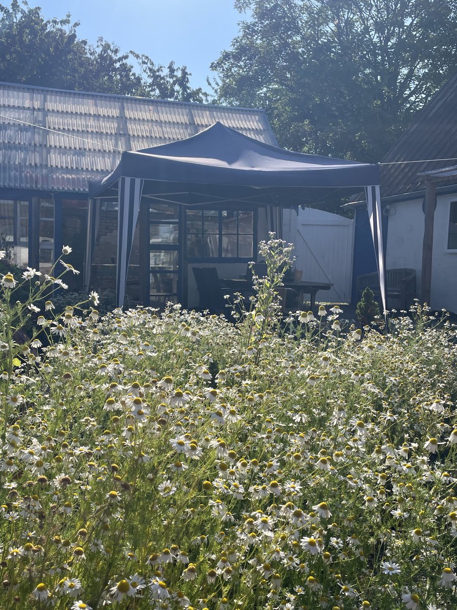 AnnieSBornholm's tweet image. Halleluja ☀️ Das Wetter hat sich verschoben, der Regen kommt erst Dienstag 🙌 Bestimmt, weil wir für unser Fest morgen den Pavillon aufgestellt haben 🙃